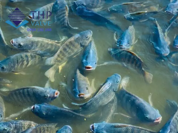 Phương pháp xử lý nước thải ao nuôi tôm bằng cá rô phi